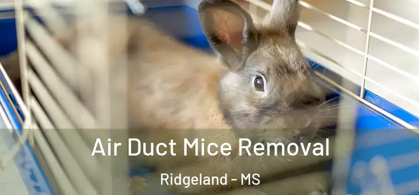 Air Duct Mice Removal Ridgeland - MS