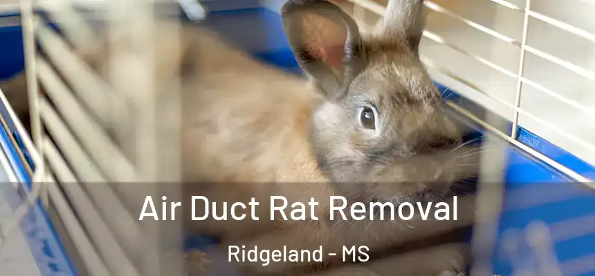  Air Duct Rat Removal Ridgeland - MS